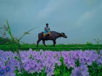 The Rider